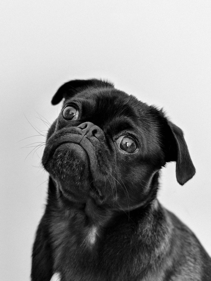 Veterinária